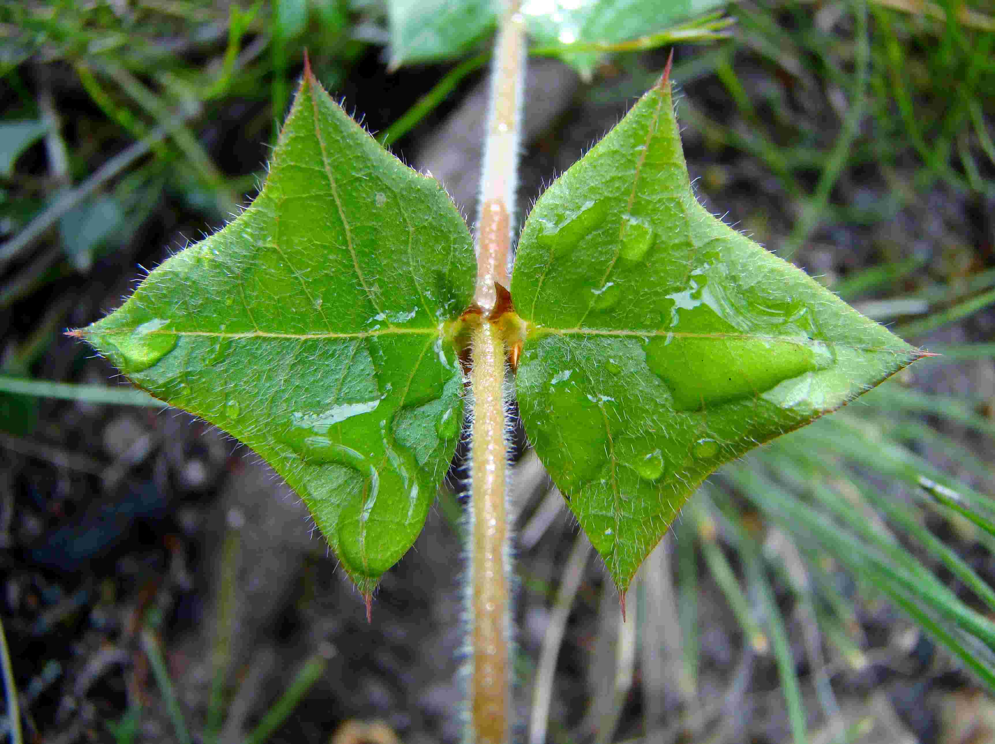 common flat-pea leaves